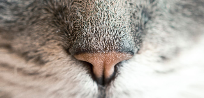 L'Arca Clínica Veterinària Lleida