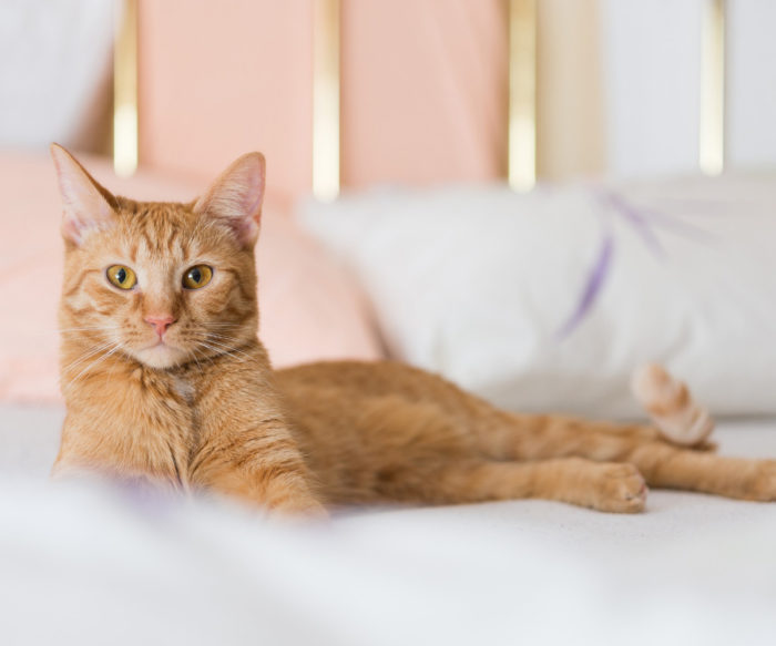 L’Arca Clínica Veterinària Lleida L'Arca Clínica Veterinària Lleida