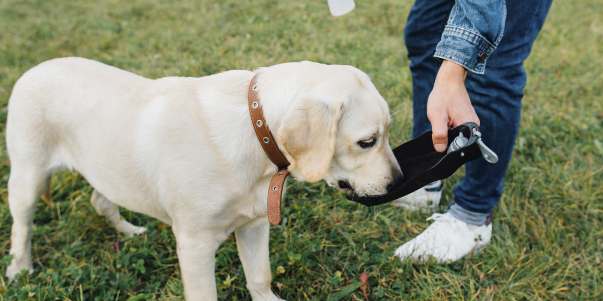 L'Arca Clínica Veterinària Lleida