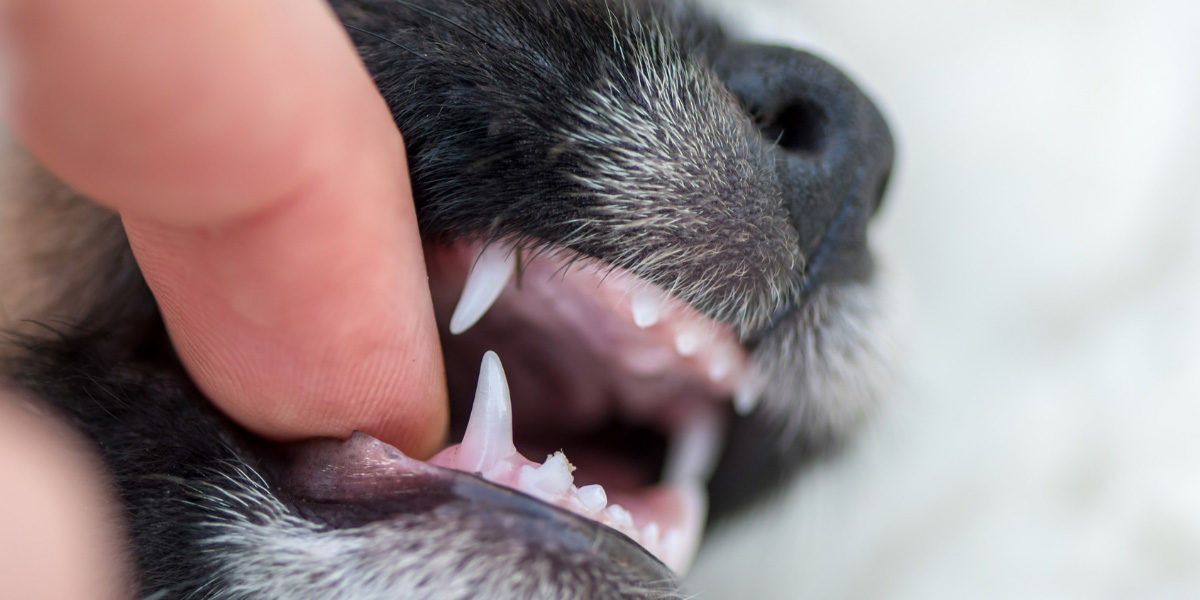 L’Arca Clínica Veterinària Lleida L'Arca Clínica Veterinària Lleida