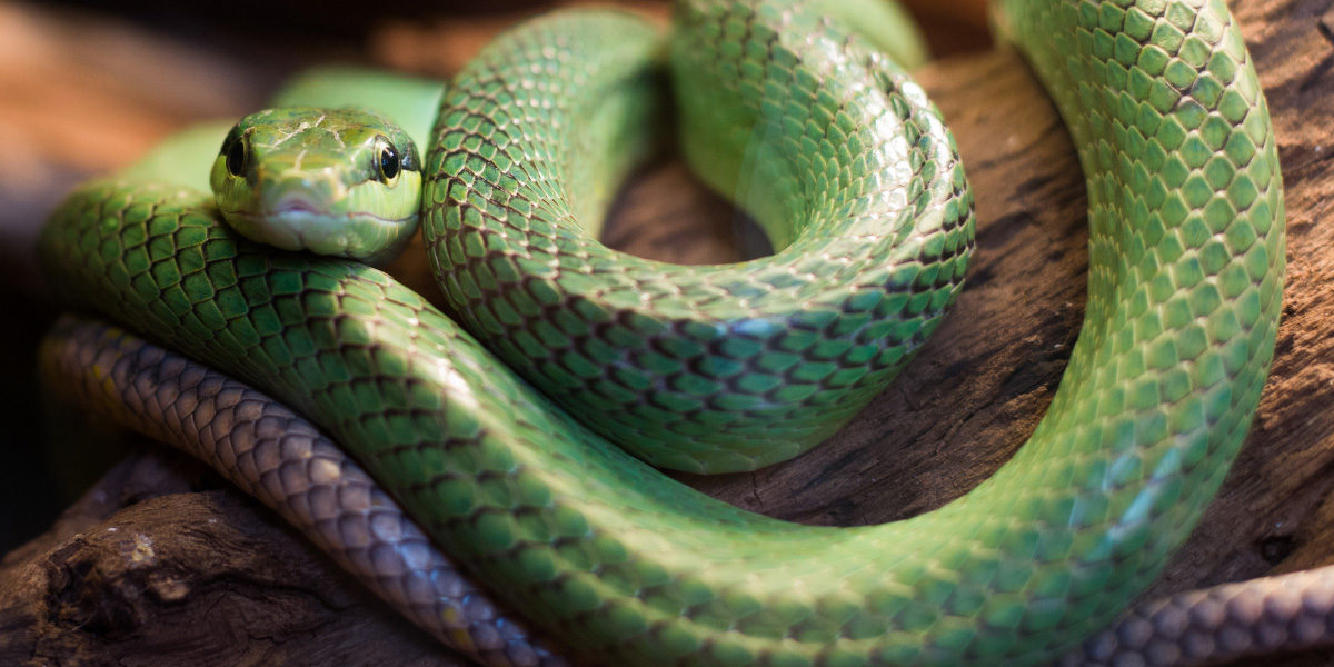 L'Arca Clínica Veterinària Lleida