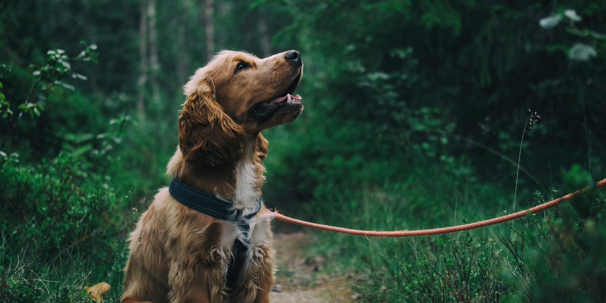 L'Arca Clínica Veterinària Lleida