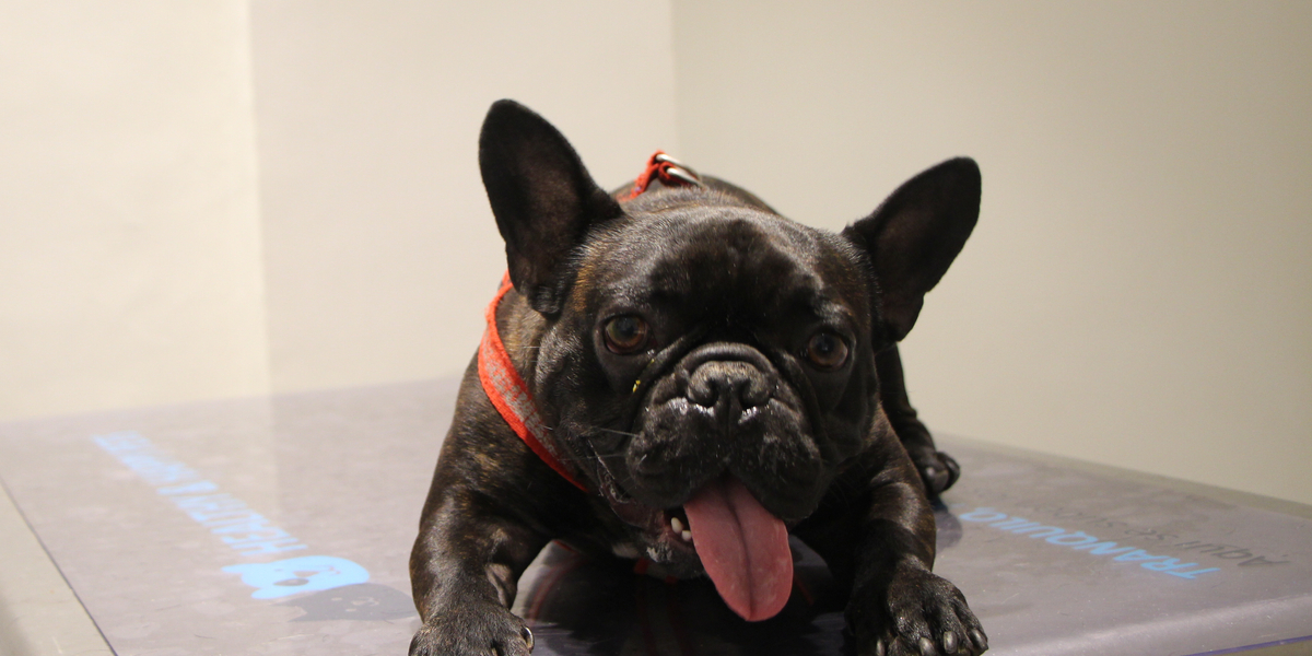 L’Arca Clínica Veterinària Lleida L'Arca Clínica Veterinària Lleida