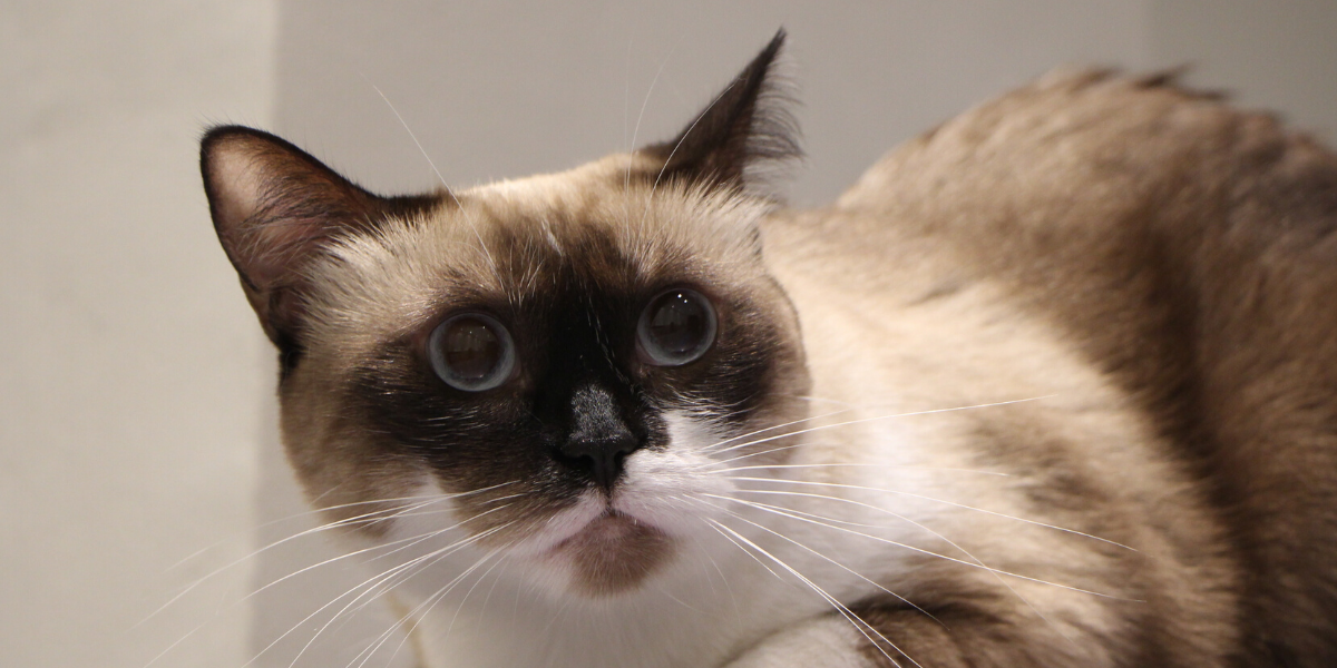 L'Arca Clínica Veterinària Lleida