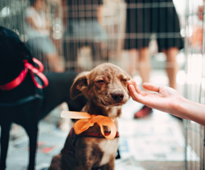 31_05_DESEMBRE_2019 Adoptar