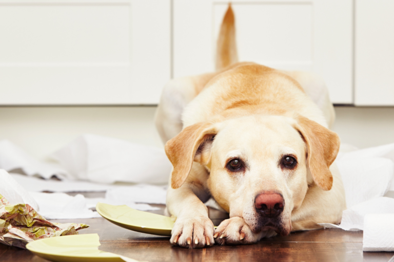Ansiedad por Separación en Perros