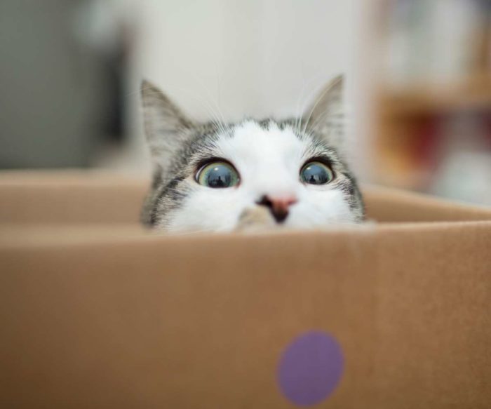 48_29_OCTUBRE_2020 Cómo saber si tu gato sufre diabetes