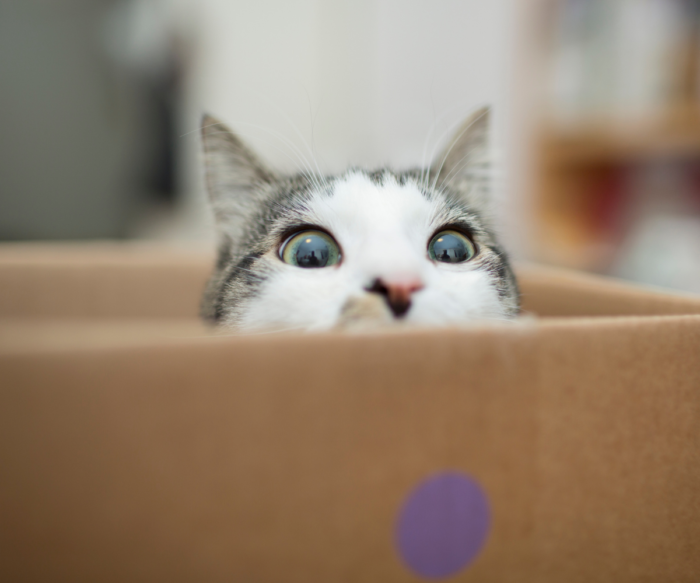 48_29_OCTUBRE_2020 Cómo saber si tu gato sufre diabetes