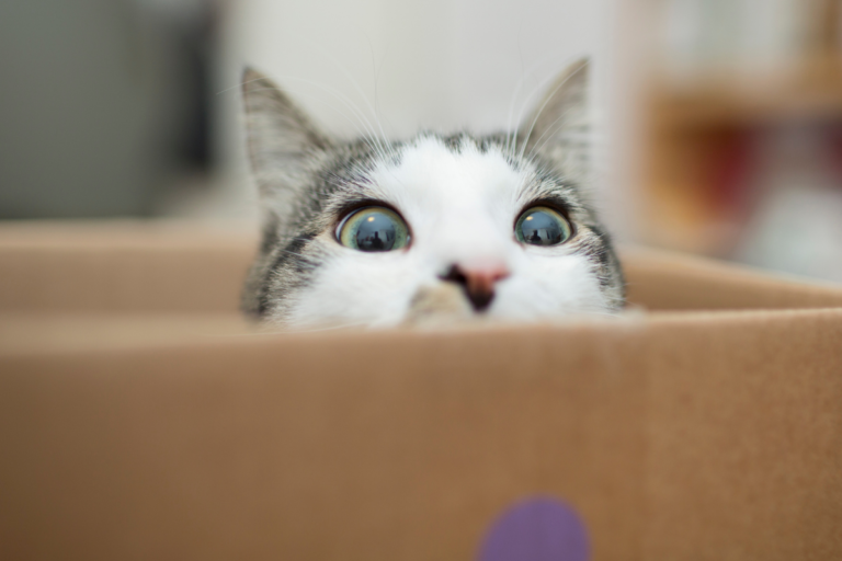 Cómo saber si tu gato sufre diabetes