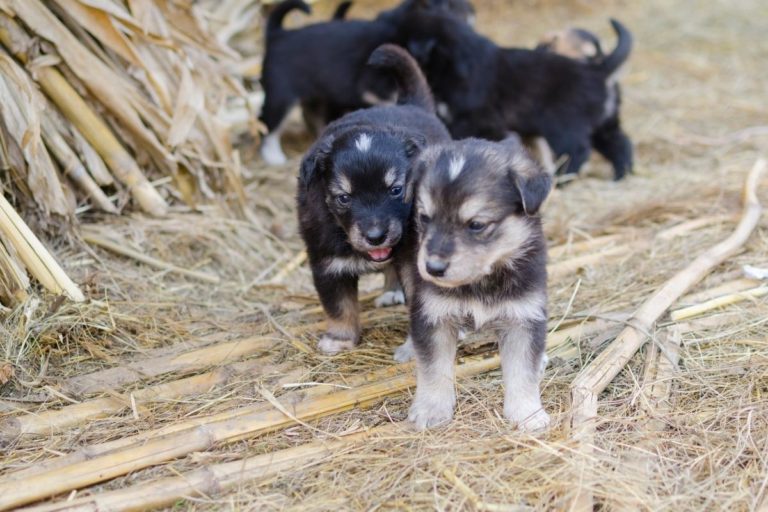Portada_Conoce las granjas de perros