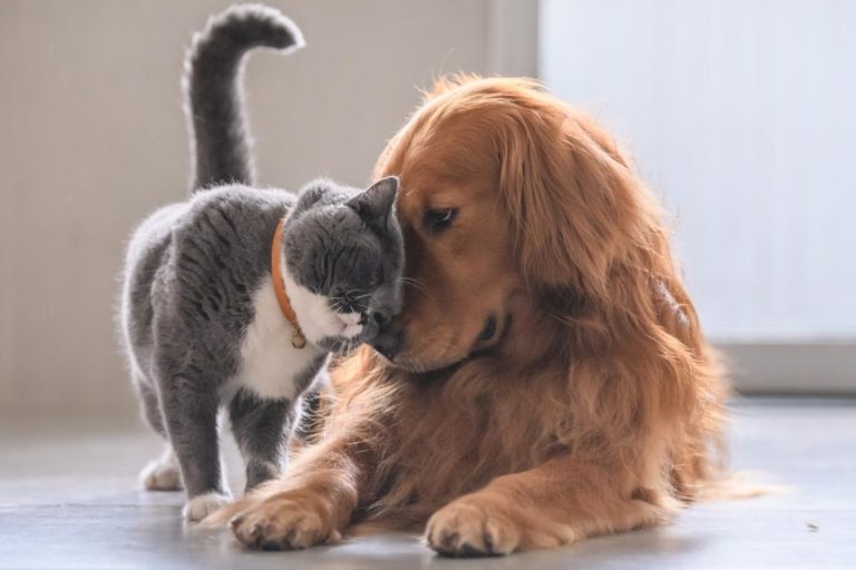 Portada_¿Por qué deberías esterilizar a tu perro o gato?