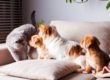 Portada_Peligros domésticos perros y gatos