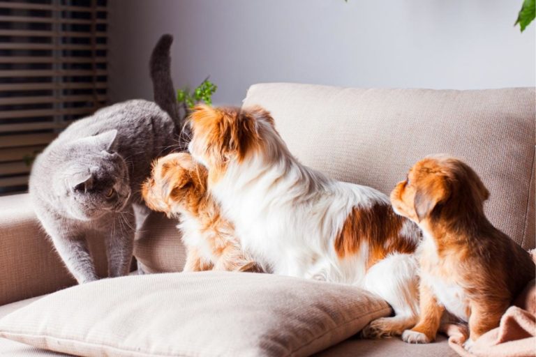 Portada_Peligros domésticos perros y gatos