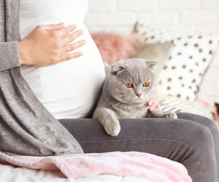 55_21_SETEMBRE_2021 Portada_Toxoplasmosis en gatos: ¿Realmente afecta al embarazo?