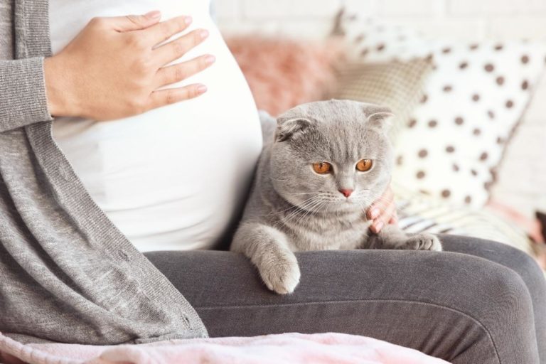 Portada_Toxoplasmosis en gatos: ¿Realmente afecta al embarazo?